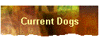 Current Dogs